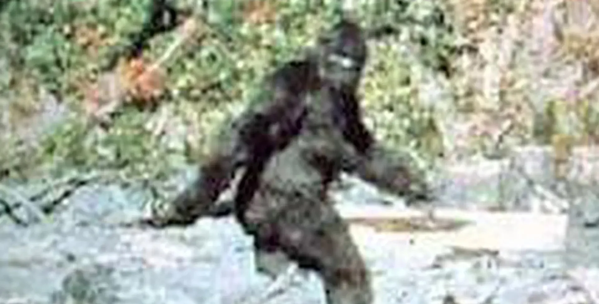 Bigfootl